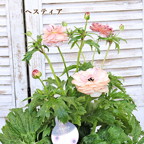 再入荷 現品販売 花鉢 ラナンキュラス ラックスシリーズ 5・6号鉢 豪華