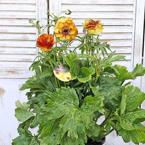 再入荷 現品販売 花鉢 ラナンキュラス ラックスシリーズ 5・6号鉢 豪華