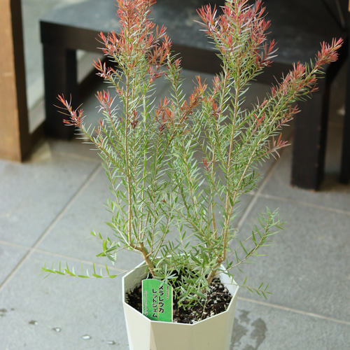 メラレウカ レッドジェム その他インテリア雑貨 t-egret♡プレゼント