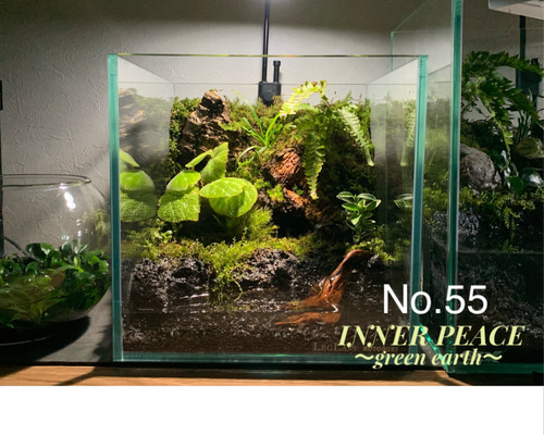 55 イモリウム カエルリウム 苔アート 苔テラリウム 【限定1個