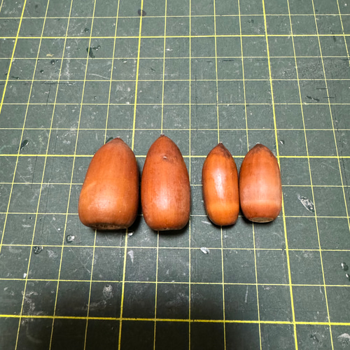 557 どんぐり ドングリ マテバシイ 100個 その他素材 みどいた 通販