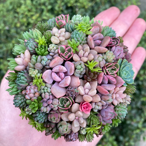 オーダー承ります 多肉植物寄せ植え そのまま飾れる ブーケ寄せ 多肉