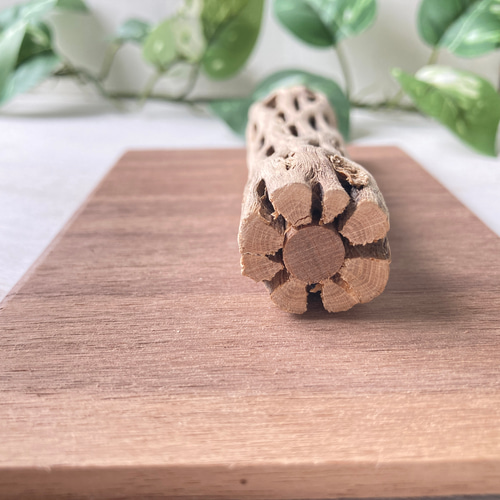 足辺りの優しいカクタス止まり木（Sサイズ） おもちゃ・ペット小物