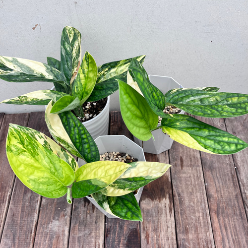 Z*e様 ms26品種保証！斑入り保証！ モンステラ バルバソー フシギダネ