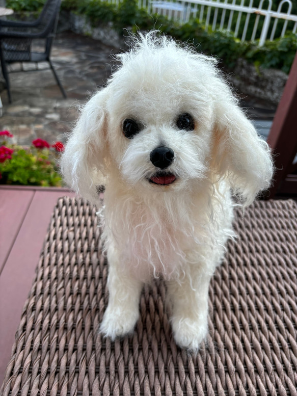 テディドッグ】オーダー マルチーズ ※モヘア生地はプラス価格です