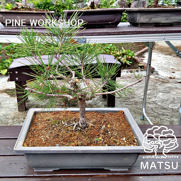 黒龍 黒松 樹齢11年 中品盆栽 小品盆栽 鉢付き 盆栽 松工房 -Pine