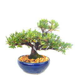 5月に開花サツキ（品種 薩摩紅と明鏡）寄せ植え盆栽 毎年咲きます