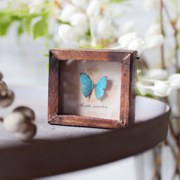 蝶のミニチュア標本箱_モルフォチョウ【胡蝶の夢】 その他インテリア