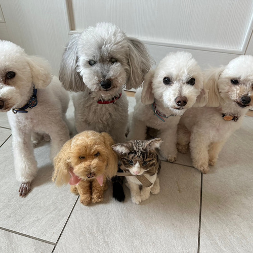 羊毛フェルト トイプードル 犬 オーダー トイプー うちの子 羊毛