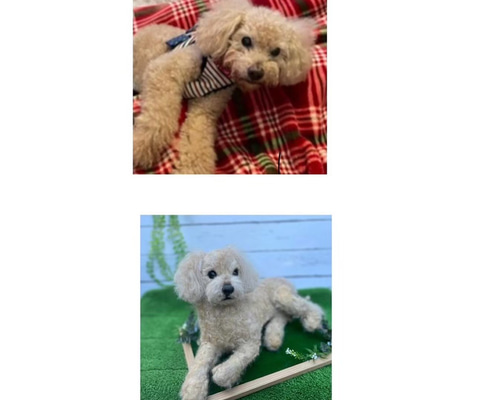 愛犬ちゃんオーダー 犬♡羊毛フェルト♡トイプードル♡世界でたった