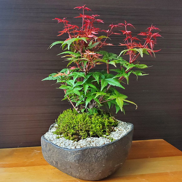 現在落葉中】春と秋にも真っ赤な葉が楽しめるモミジ【出猩々モミジ