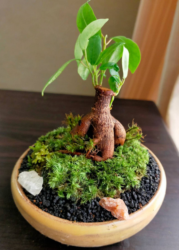 ガジュマルミニ苔盆栽 一輪挿し・花瓶・花器 COCOMOMO KOUBO 通販