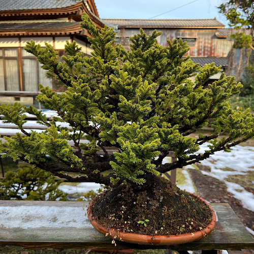 八房蝦夷松 樹齢70年 盆栽 盆栽 Nagao Katsuhei 通販 13598524｜Creema