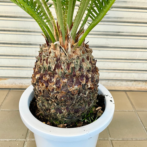 美株 蘇轍 ソテツ Cycas revoluta その他インテリア雑貨 PLANTS SHOP