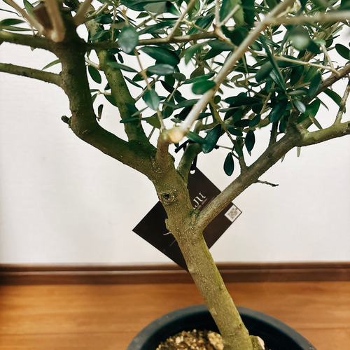 現品］1番 創樹 オリーブ ネバディロブランコ 7号 観葉植物 屋外