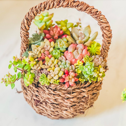 送料無料】多肉植物寄せ植え そのまま飾れる♡春のバスケットアレンジ