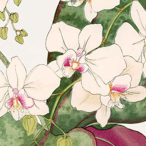 NO.557】胡蝶蘭の花日本画アートポスター☆母の日ピンク色お正月