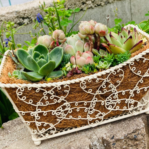 55）売り切れました❤︎バスケットに多肉植物寄せ植えそのまま飾れる