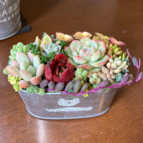 多肉植物寄せ植え そのまま飾れる 大きなブリキ☆* 多肉植物 寄せ植え