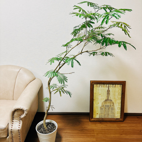 現品］1番 エバーフレッシュ 曲がり 8号 観葉植物 室内 大型