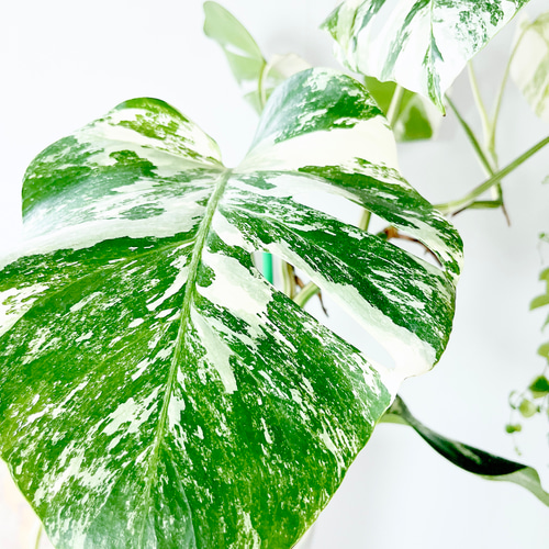 希少】605. 極斑入り モンステラ ホワイトタイガー 観葉植物 多肉植物