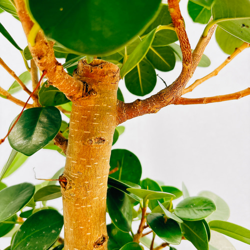 現品］【希少】パンダガジュマル 8号 観葉植物 室内 レア ゴムの木