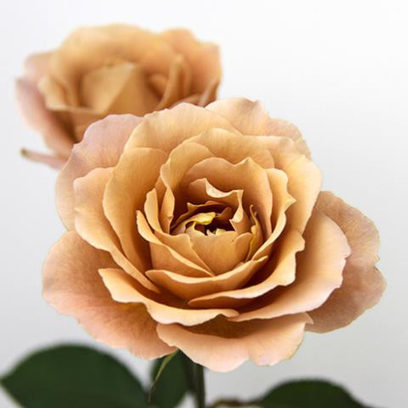 レア切花品種・薔薇☆シックなブラウン系のバラ（ Raffine porte）☆5