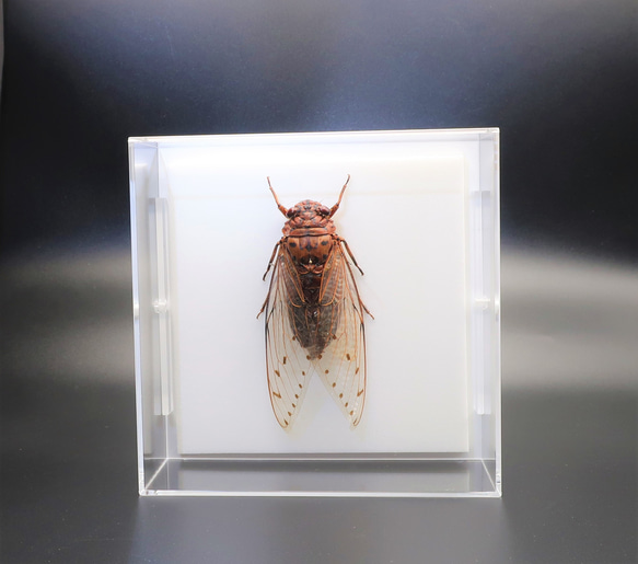 驚大蝉◇テイオウゼミ◇ アクリルフレーム 昆虫の標本 その他アート