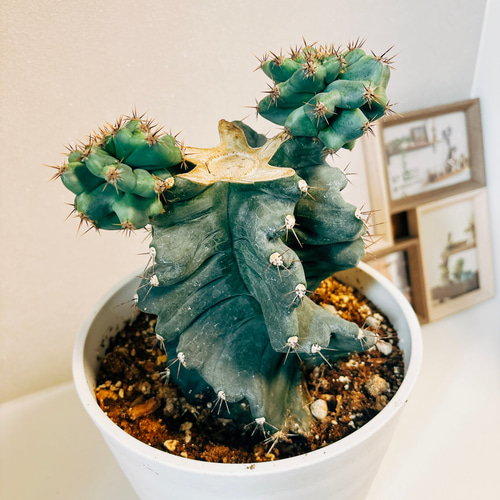 現品］【希少】サボテン セレウス ペルビアナス スピラリス ブランチ