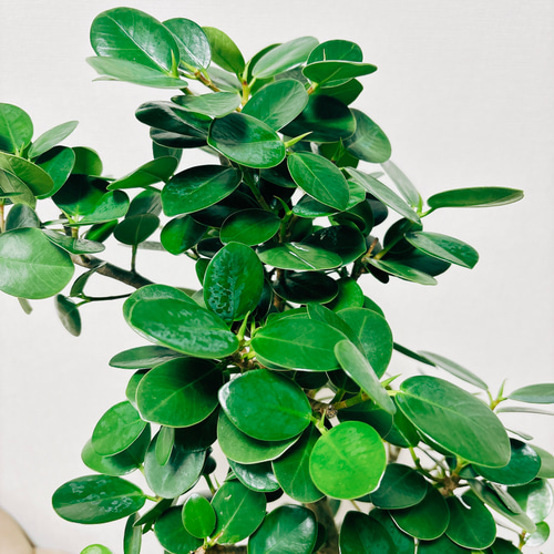 現品］【希少】パンダガジュマル 曲がり 8号 観葉植物 大型 室内 レア