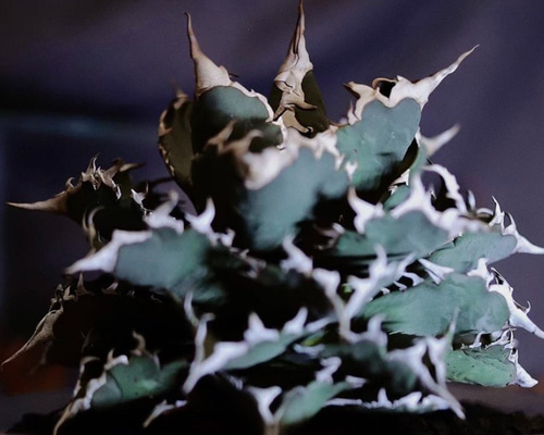 3厳選極上中株 アガベ チタノタ 狂刺夕映 極上強棘 強鋸歯 狂刺刺し