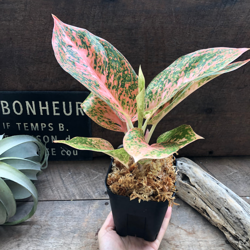 オレンジスターダスト♡アグラオネマ♡観葉植物♡レア品種 アート