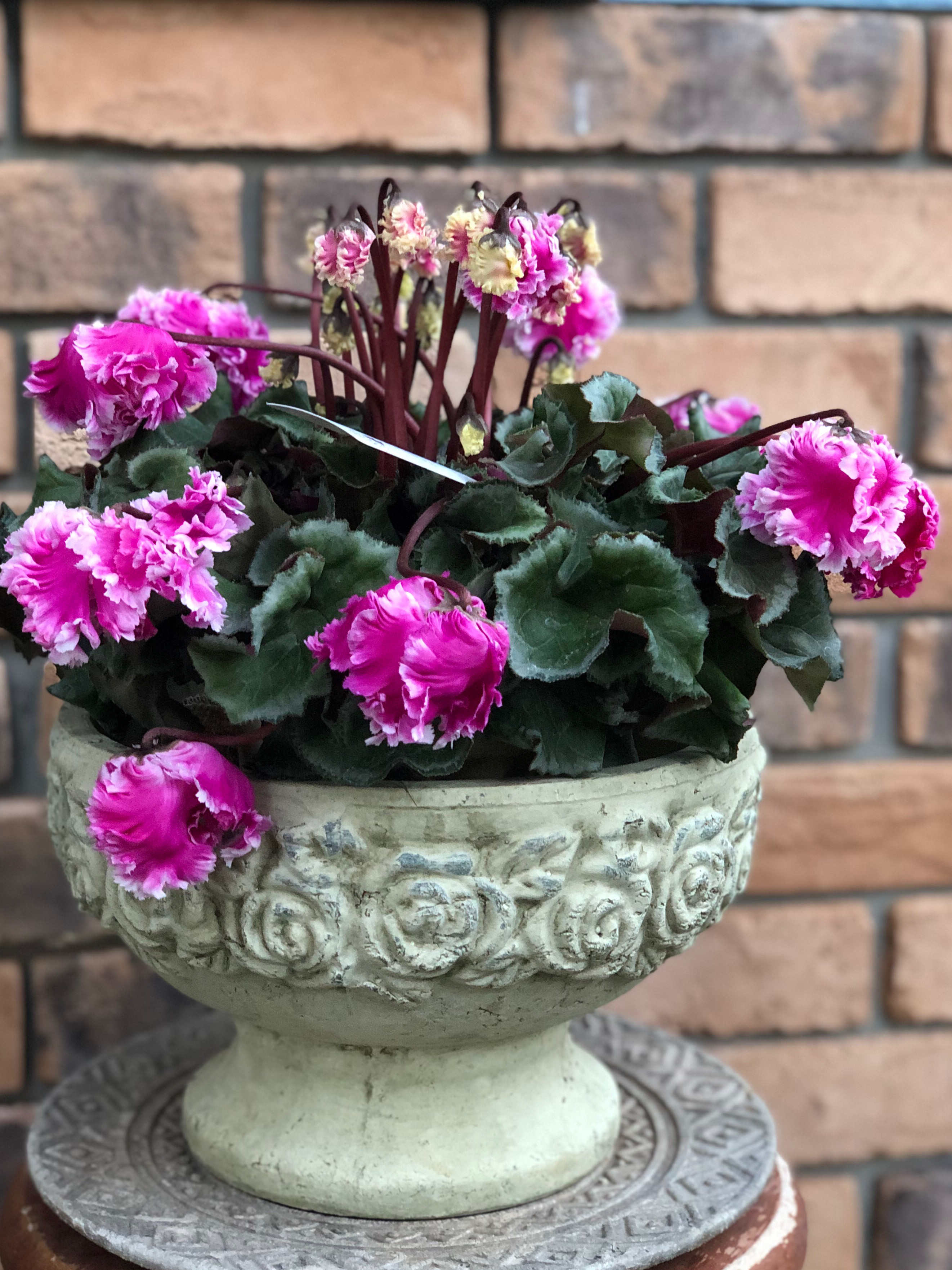 シクラメン「フローエル」林園芸さん 5号鉢 その他素材 Comu＊Garden