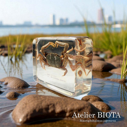 ヤマトオサガニ樹脂封入標本 3L (木製標本箱入り) 立体・オブジェ