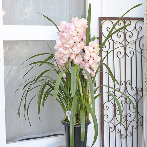 値引きセール 現品販売 鉢花 シンビジューム エレガントレディ 5本