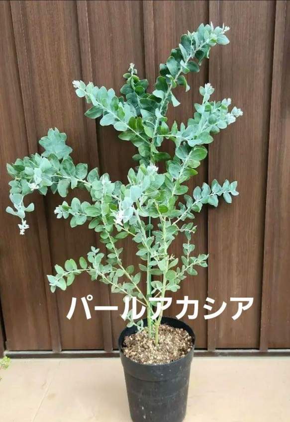 可愛い♪ パールアカシア 鉢植え ミモザ苗 オージープランツ 盆栽