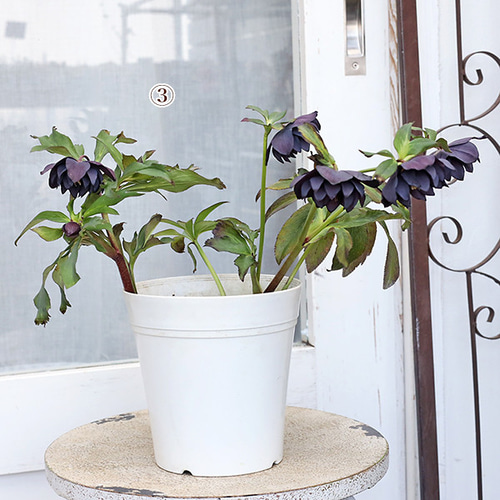 クリスマスローズ開花株 ddソレイユ風ぼかしオーレア 4.5号鉢 おまけ