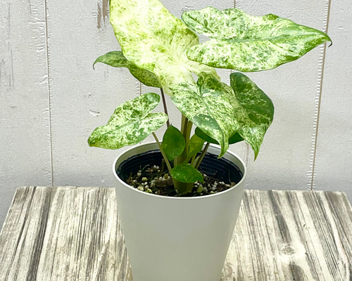 魅惑の斑入り アロカシア・オドラ バリエガータ バティック その他