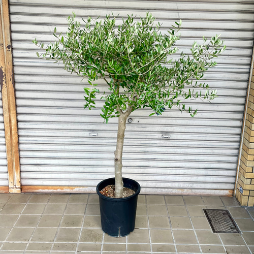 特大 盆栽樹形 オリーブの木 souju ルッカ 10号 その他インテリア雑貨