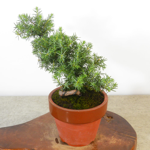 ☆ENGEI ichioki☆杜松・トショウ・小品盆栽・01◇形良好な一品です