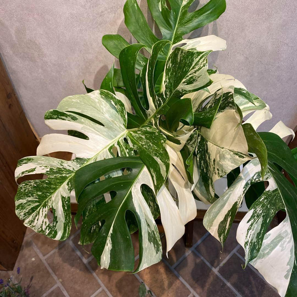 半年は楽しめます❗️大きめ3枚❗️切花用❗️❤️モンステラ 斑入り