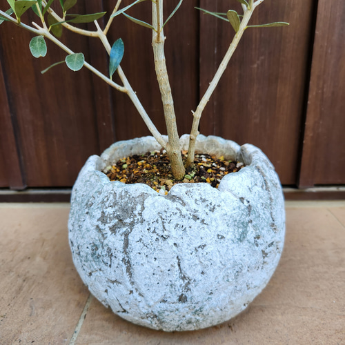 再販 オリーブの木 エルグレコ ワイルドロックテラコッタ鉢植え 苗