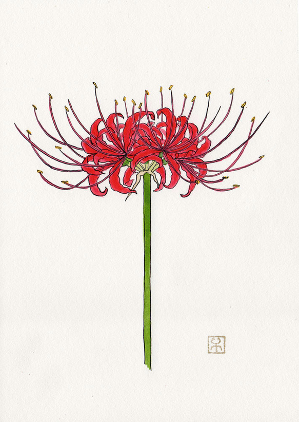 原画（額入り）「彼岸花」 イラスト 岡田千夏 通販 18317848｜Creema