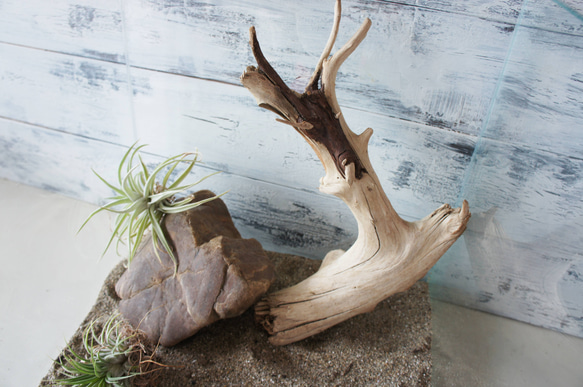 流木 あく抜き処理 煮沸消毒済 テラリウム 爬虫類 登り木 レイアウト