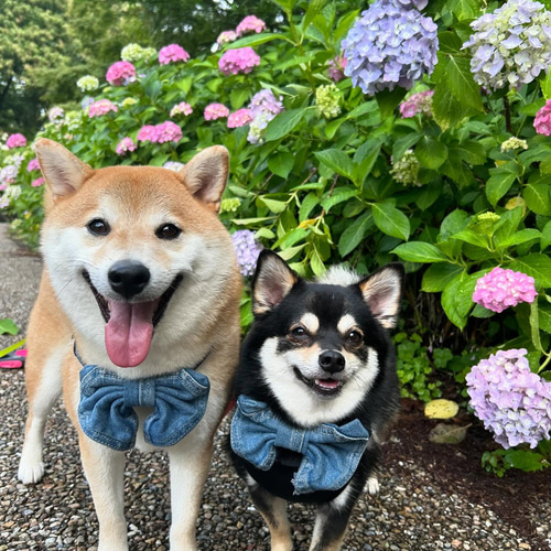 受注制作品】うちのこスノードームデジタルアート｜夏の海カフェ ※修正