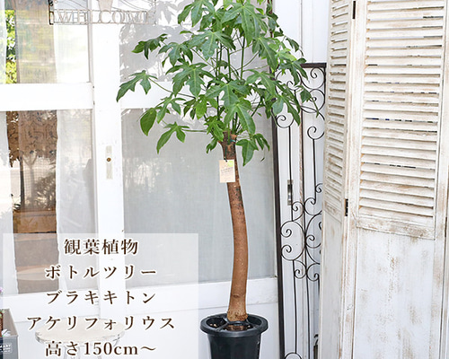 a38f635e008201c920b3d63df8c272