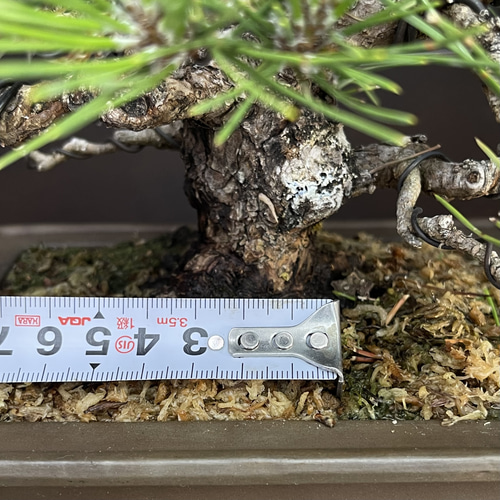 黒松（くろまつ）｜】小品盆栽模様木 樹高約15cm 力強い幹肌と