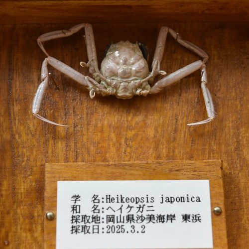 甲殻類標本箱 インテリア雑貨 蟹 ガラス蓋付き その他インテリア雑貨