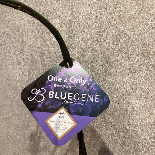 入荷少なめです❗️超希少❗️胡蝶蘭❤️ブルージーン 1本立 多肉植物