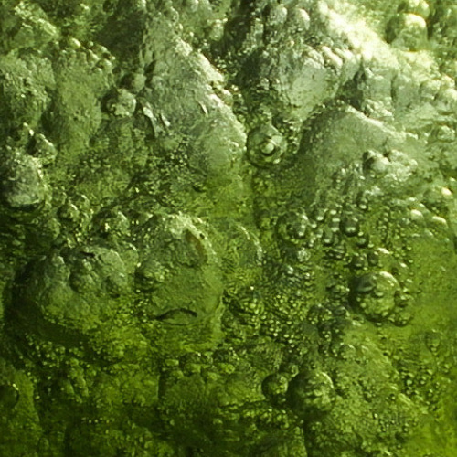 ☆宇宙から飛来☆モルダバイト隕石☆5.3g/25.1mm☆天然ガラスラフ鉱物